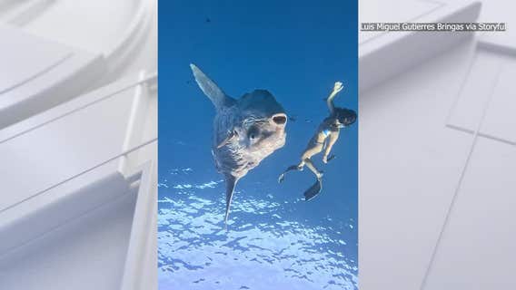 Watch: Massive 5,000-pound sunfish dwarfs diver off Mexico coast